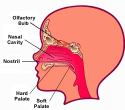 labelled diagram of the nose your nose labelled diagram of the nose your nose
