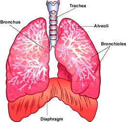 Your Lungs & Respiratory System