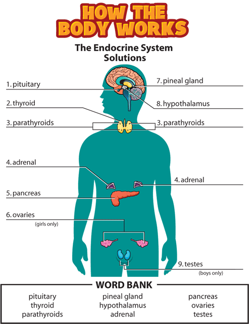 Answers: Endocrine System