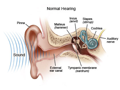 Auditory Neuropathy Spectrum Disorder (ANSD)