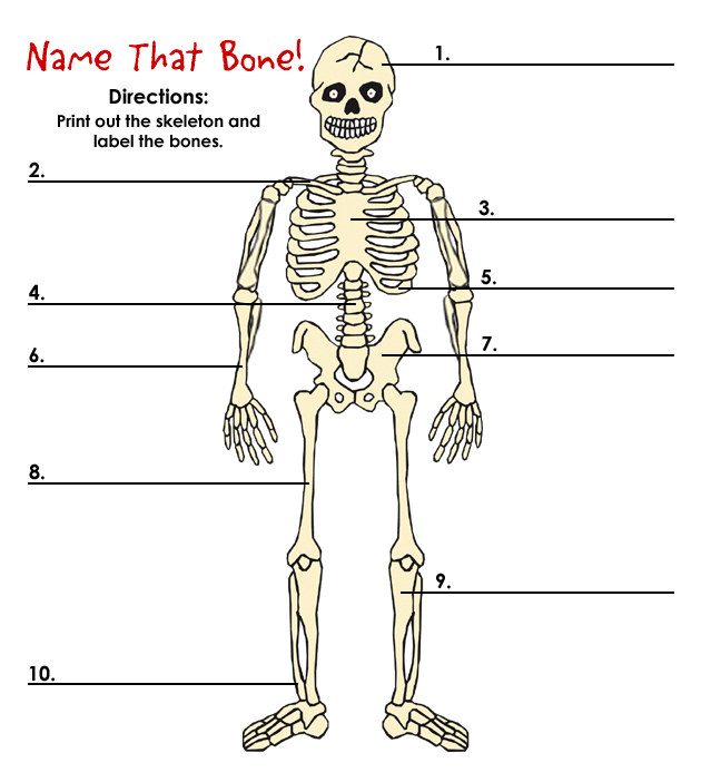 Name That Bone!
