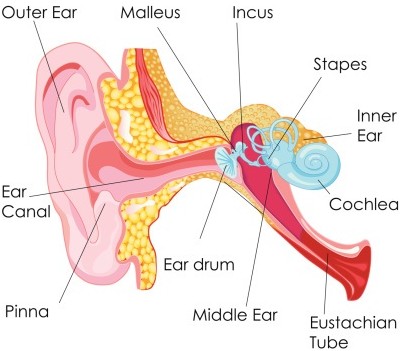 Ear Anatomy Diagram
