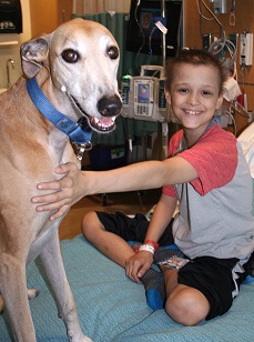 Canine Therapy web