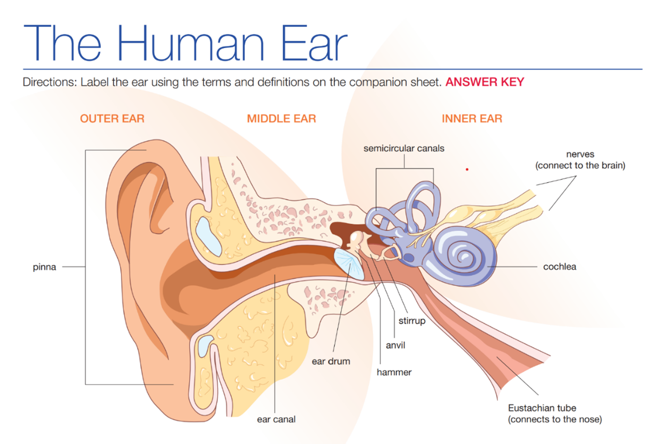 Ear Diagram with Labels