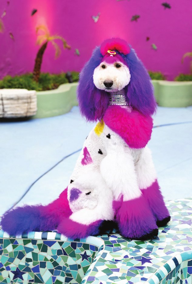 Zoe, a poodle therapy dog groomed in pink and purple, posing outdoors