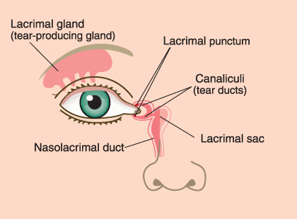 Tear-Duct Obstruction and Surgery scalp diagram model 