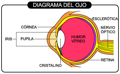 Que Es Humor Vitreo لم يسبق له مثيل الصور Tier3 Xyz