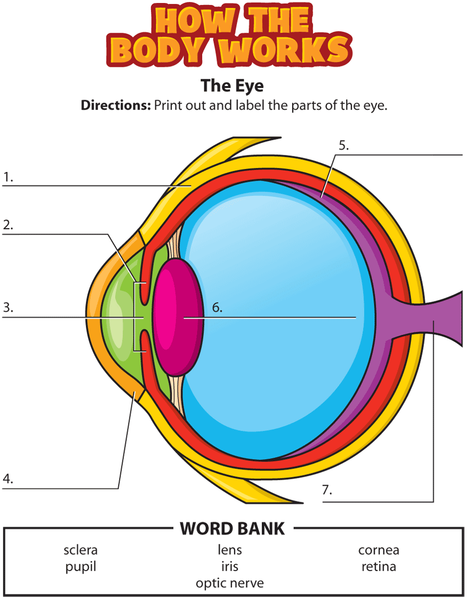  DIAGRAM Tutorial Eye Diagram MYDIAGRAM ONLINE