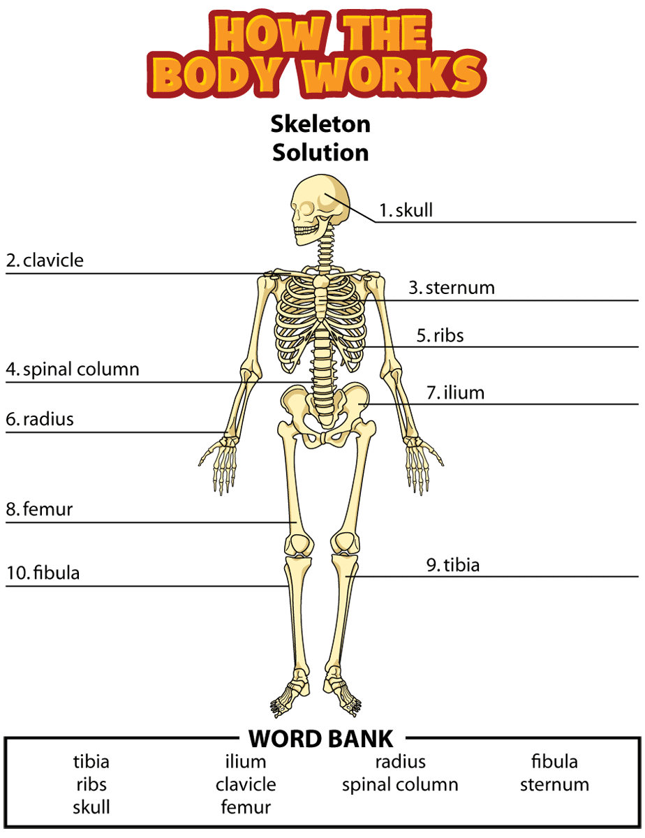 Homework Help Skeletal System Skeletal System Lab II