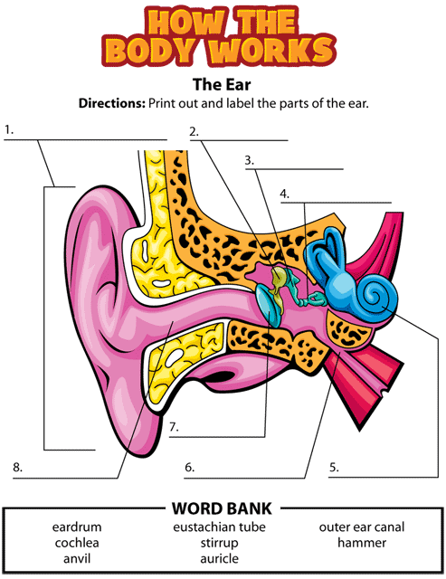 Activity: Ears