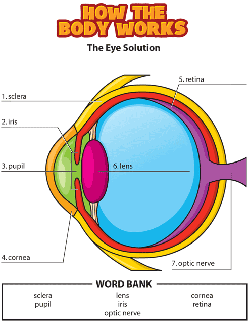Answers: Eyes diagram of ashtma 
