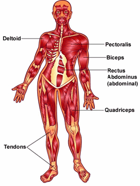 Your Muscles
