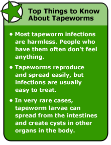 Tapeworm