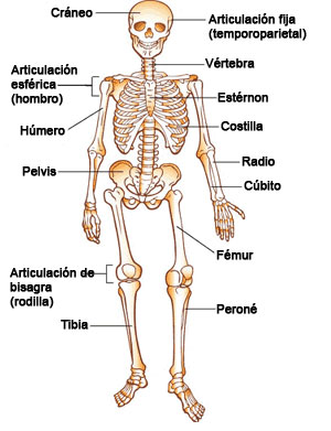 Huesos Musculos Y Articulaciones