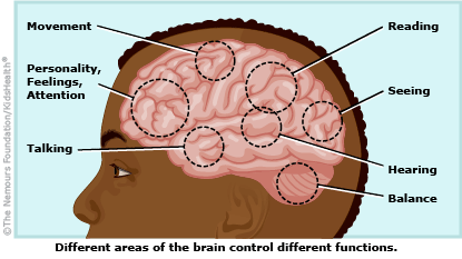 brain and nervous system