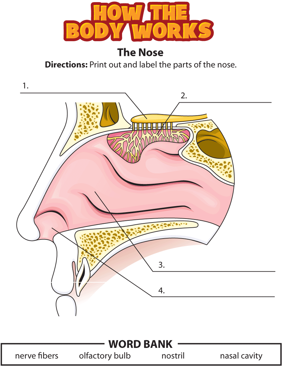 Diagram Of The Nose For Grade 4 Blank