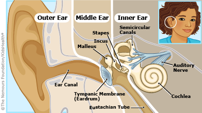 eardrum injuries how the ear works for kids