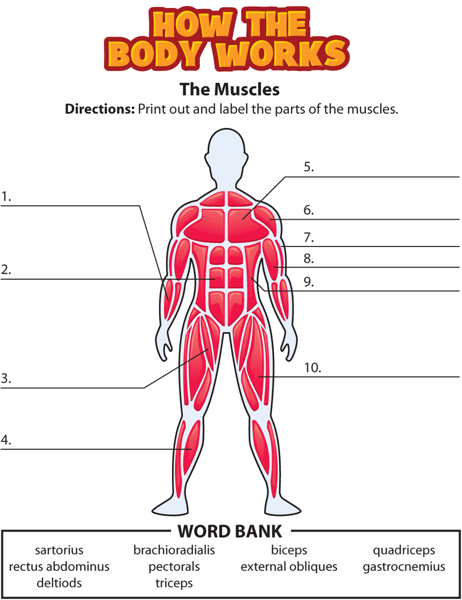 Activity: The Muscles