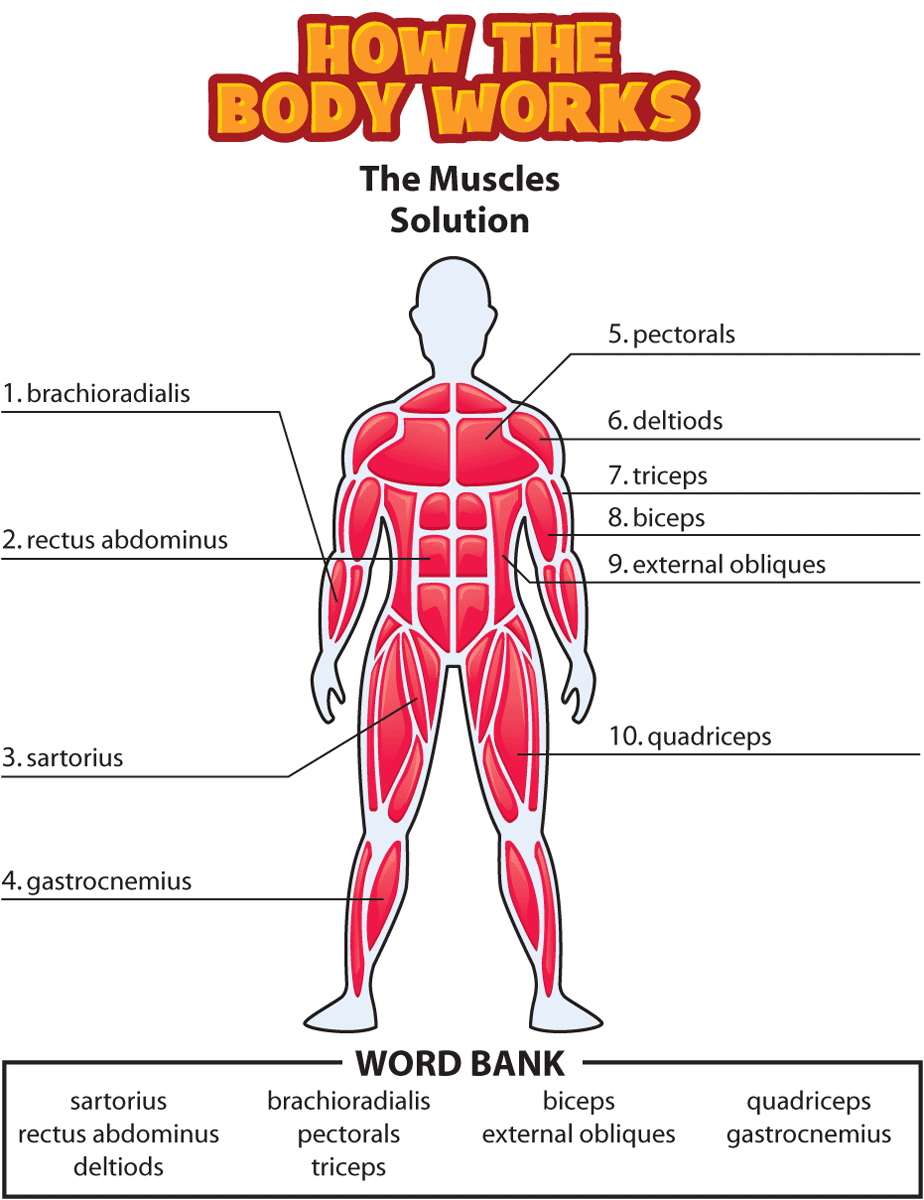 Answers: The Muscles