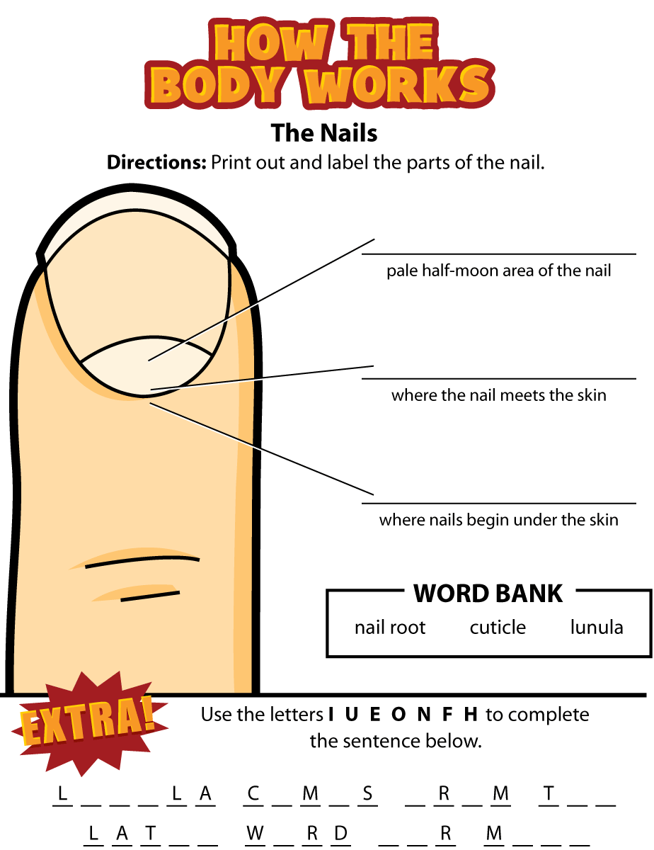 Activity: The Nails