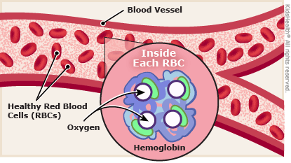 hemoglobin illustration