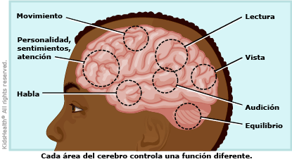Resultado de imagen de el cerebro y los nervios imagenes