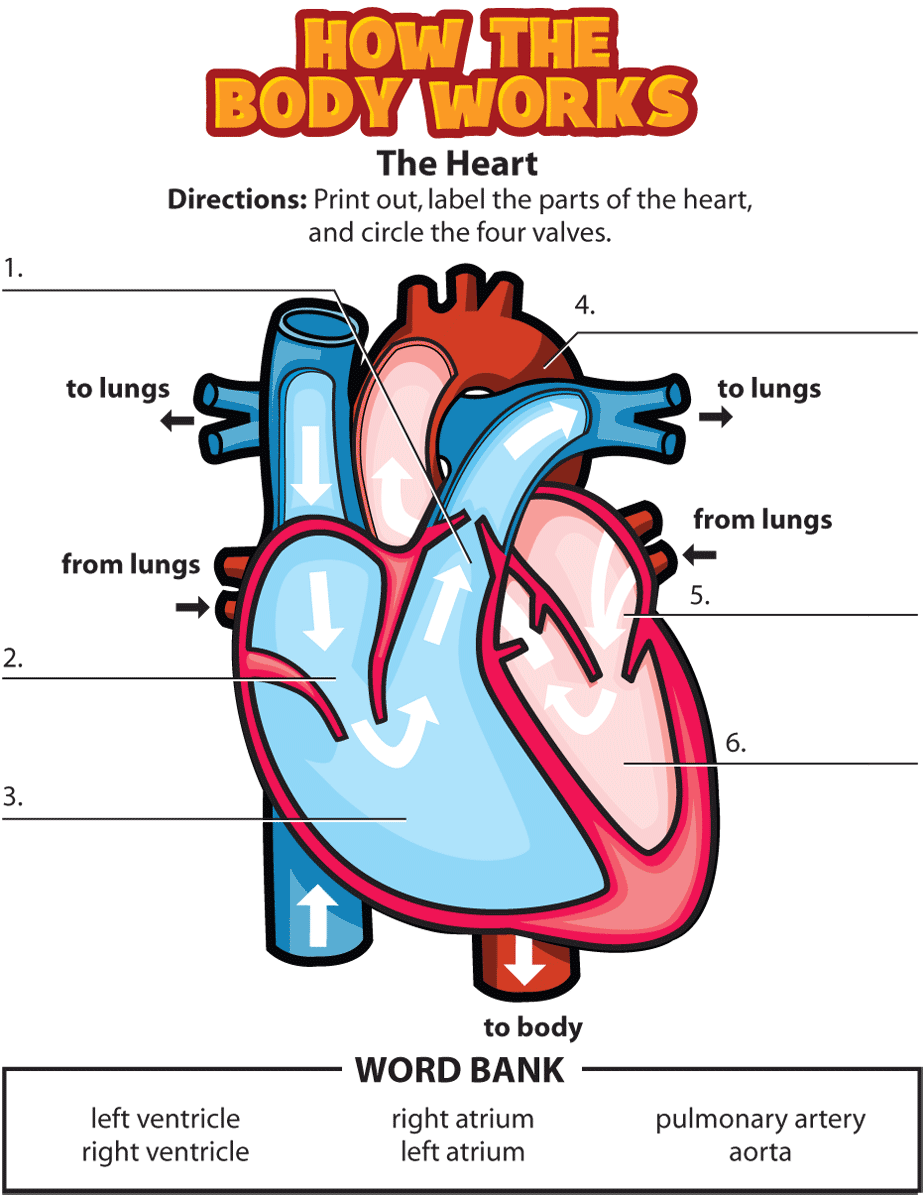 Activity: The Heart