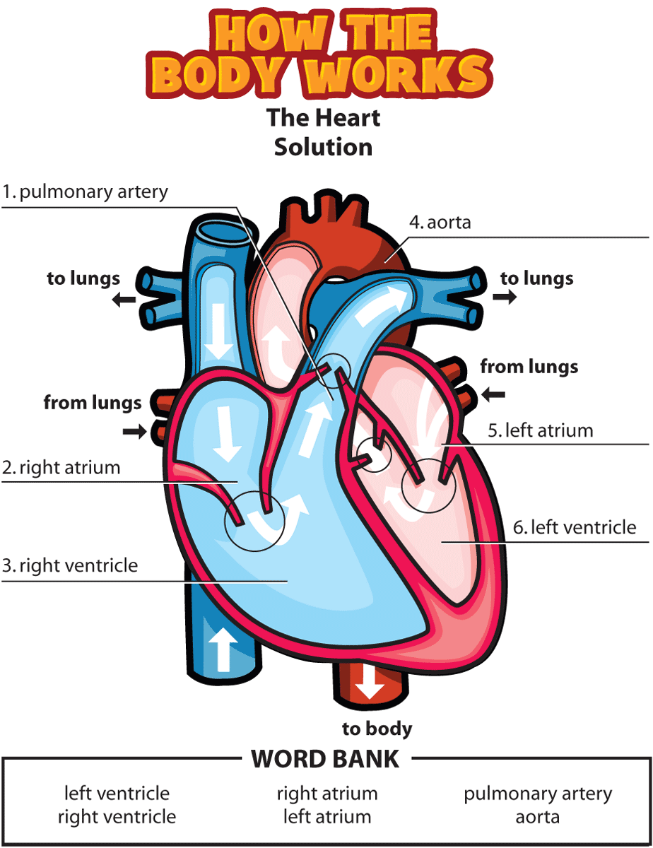 Simplicityme Diagram Of The Heart For Kids