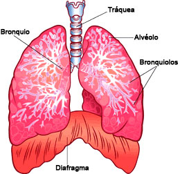 Vos poumons