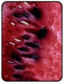 Picture of watermelon.