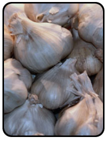 Picture of garlic.