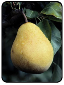 Picture of a pear.
