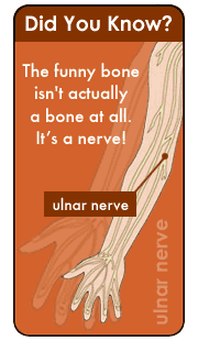 What’s a Funny Bone?
