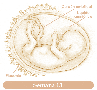 Semana 13
