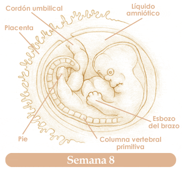 Semana 8